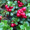 Red Candy Lingonberry Bush