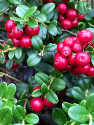 Red Candy Lingonberry Bush