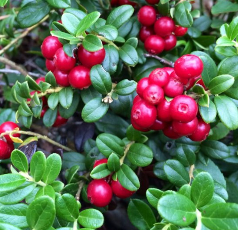 Red Candy Lingonberry Bush