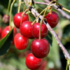 Romeo Dwarf Cherry Bush
