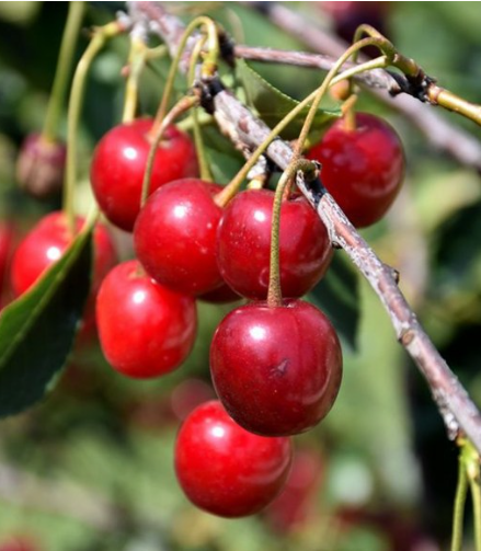 Romeo Dwarf Cherry Bush