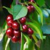 Romeo Dwarf Cherry Bush