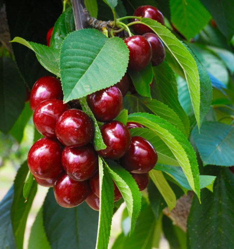 Romeo Dwarf Cherry Bush