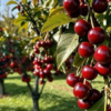 Romeo Dwarf Cherry Bush