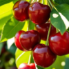 Romeo Dwarf Cherry Bush