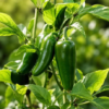 Jalapeno Pepper Plant Organic