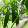 Jalapeno Pepper Plant Organic