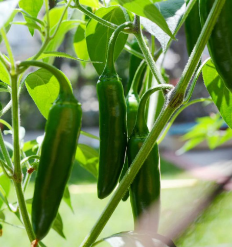Jalapeno Pepper Plant Organic