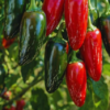 Jalapeno Pepper Plant Organic