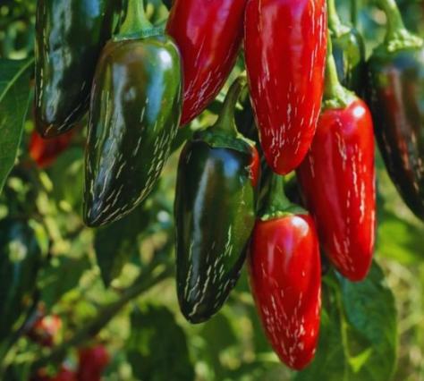 Jalapeno Pepper Plant Organic