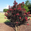 Black Diamond Best Red Crape Myrtle Tree