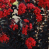 Black Diamond Best Red Crape Myrtle Tree