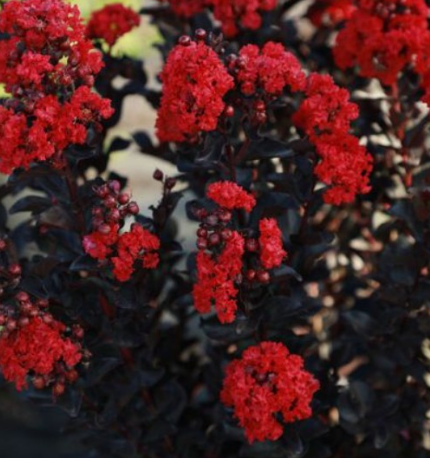 Black Diamond Best Red Crape Myrtle Tree