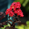 Black Diamond Best Red Crape Myrtle Tree