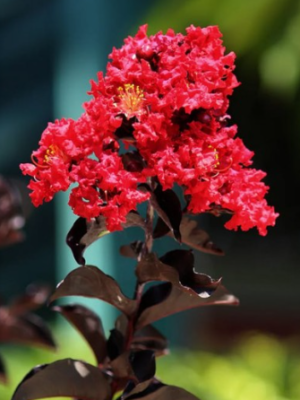 Black Diamond Best Red Crape Myrtle Tree