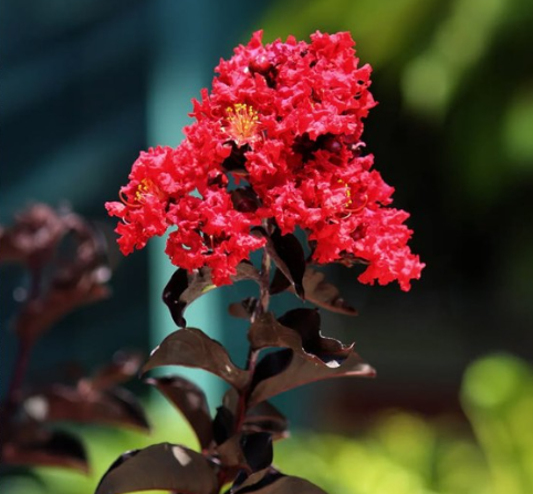 Black Diamond Best Red Crape Myrtle Tree