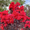 Black Diamond Best Red Crape Myrtle Tree