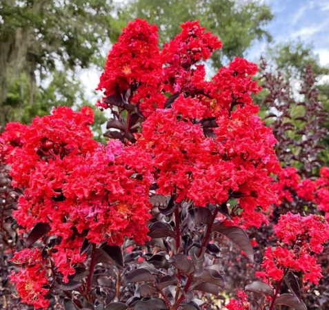 Black Diamond Best Red Crape Myrtle Tree