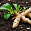 Ginger Plant Organic
