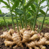 Ginger Plant Organic