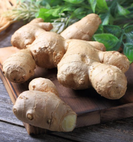 Ginger Plant Organic