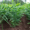 Ginger Plant Organic