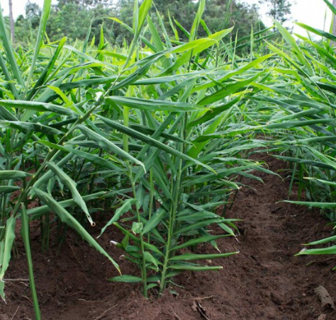 Ginger Plant Organic