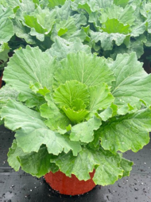 Osaka White’ Ornamental Cabbage