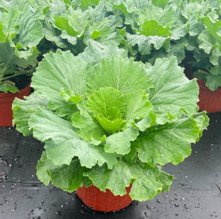 Osaka White’ Ornamental Cabbage