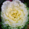 Osaka White’ Ornamental Cabbage