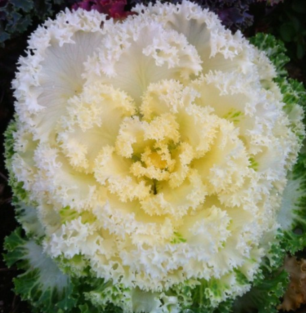 Osaka White’ Ornamental Cabbage