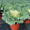Osaka White’ Ornamental Cabbage