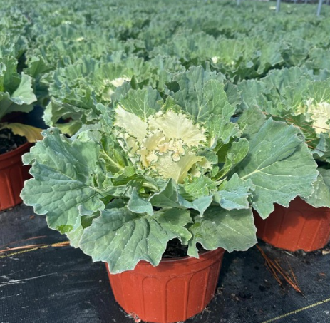 Osaka White’ Ornamental Cabbage