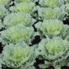 Osaka White’ Ornamental Cabbage