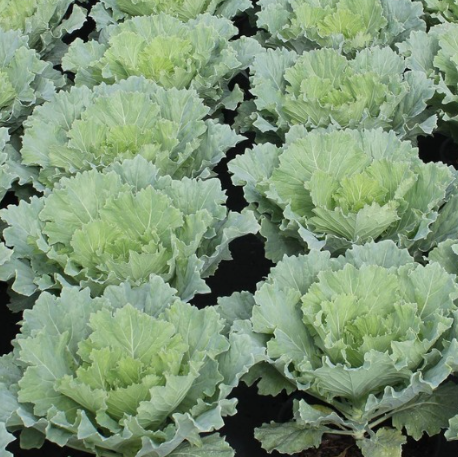 Osaka White’ Ornamental Cabbage