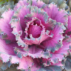 Osaka Red Ornamental Cabbage