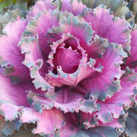 Osaka Red Ornamental Cabbage
