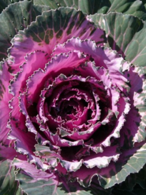 Osaka Red Ornamental Cabbage