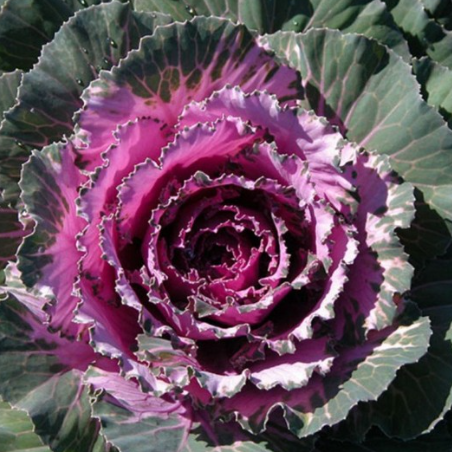 Osaka Red Ornamental Cabbage