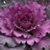 Osaka Red Ornamental Cabbage
