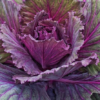 Osaka Red Ornamental Cabbage