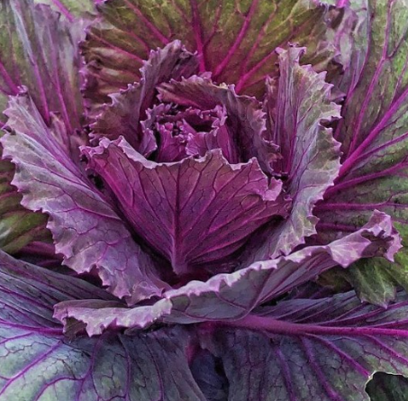 Osaka Red Ornamental Cabbage