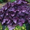 Dolce Wildberry Heuchera (Coral Bells)