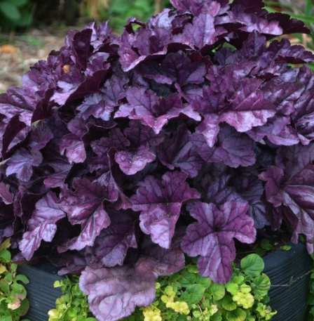 Dolce Wildberry Heuchera (Coral Bells)