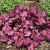 Dolce Wildberry Heuchera (Coral Bells)