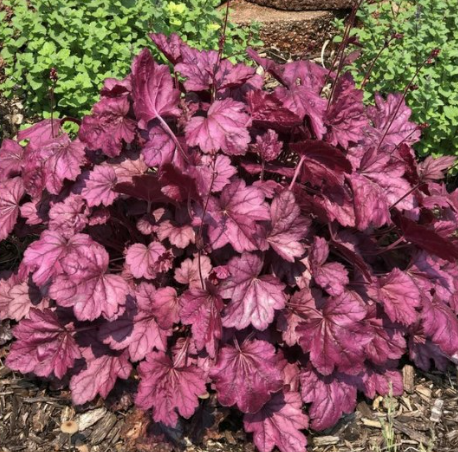 Dolce Wildberry Heuchera (Coral Bells)