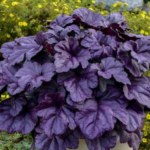 Dolce Wildberry Heuchera (Coral Bells)