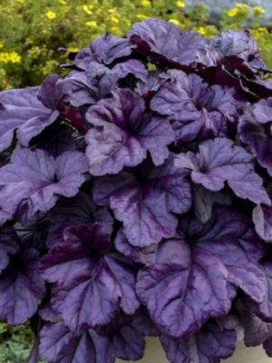 Dolce Wildberry Heuchera (Coral Bells)
