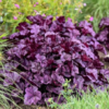 Dolce Wildberry Heuchera (Coral Bells)