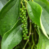 Black Pepper Plant